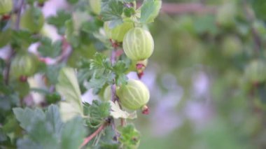 Aile bahçesinde olgun yeşil Bektaşi üzümü dalları