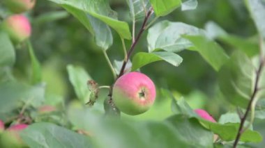 Elma Ağacı ve Elma Meyveleri. Aile bahçesi, meyve bahçesi.