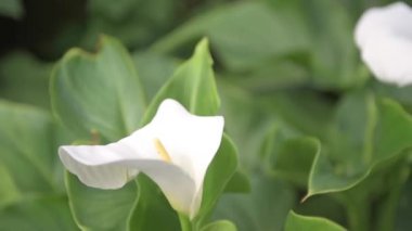 Zantedeschia aethiopica, yaygın olarak Calla Lily ve Arum Lily Çiçeği olarak bilinir.