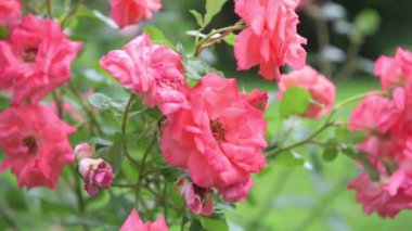 Pembe Gül Çiçekleri Bahçede büyüyor.