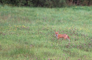 Vahşi Tilki Sahada. Doğa