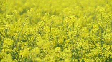 Güzel sarı tecavüz tohumu çiçekleri, güneşli bir günde kolza tohumu ile çiçek açan tarlalar. Sarı Vright Tecavüztohumu Çiçeği yakın plan. Kanola Colza Sarı Çiçekler. Kolza tohumu, Çayırlık Yağ tohumu