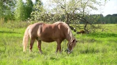 Güneşli bir günde yeşil bir tarlada tek bir kahverengi at. Yeme Çimi