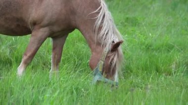 Güneşli bir günde yeşil bir tarlada tek bir kahverengi at. Yeme Çimi