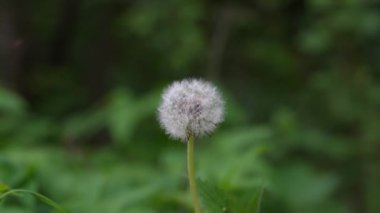 Yeşil çimlerde açan beyaz karahindiba çiçekleri, yakın plan.