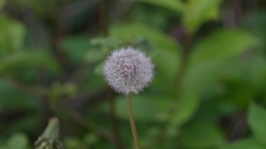 Yeşil çimlerde açan beyaz karahindiba çiçekleri, yakın plan.