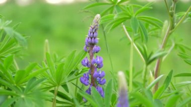 Macro Lupene Flower And Blurry Background. Bright Colors. Shallow DOF