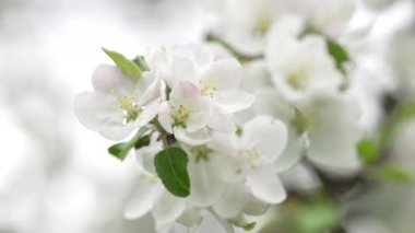 Bahar bahçesinde çiçek açan elma ağacı. Ağaçtaki beyaz çiçeklere yaklaş