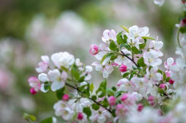 Çiçek açan elma ağacı. Parlak Yeşil Yapraklar.