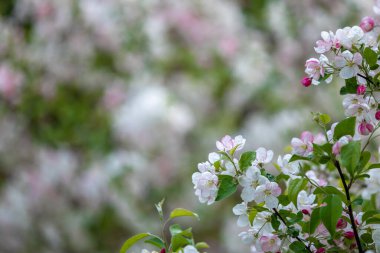 Canlı Yeşil Dallar 'da Pembe ve Beyaz Elma Ağacı' nın narin Bahar Çiçekleri. Bahçe