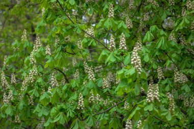 Çiçekli Conker Ağacı. Canlı yeşil yapraklar, sahneyi kaplayan beyaz çiçek kümeleri, huzuru ve doğanın güzelliğini çağrıştırıyor..