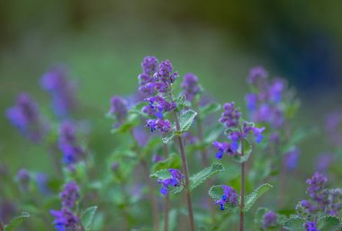 Polemonyum caeruleum çiçeği. Jacob 'ın Merdiveni. Alanın Sığ Derinliği. Mor çiçekler tam çiçeklendiğinde, doğal yeşil ve yumuşak bulanık arkaplan ile canlı bir renk görüntüsü oluşturur