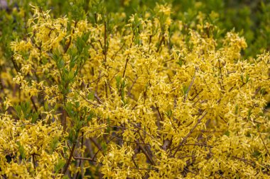 Bahar parkında çalı çiçekleri açıyor. Sarı