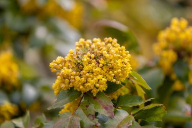Çiçekli Oregon Üzüm Çiçeği. Mahonia aquifolium. Yeşil yapraklar arasında sarı çiçeklerin canlı tasviri, doğanın güzelliğini ve canlılığını gözler önüne seriyor..