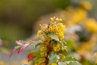 Çiçekli Oregon Üzüm Çiçeği. Mahonia aquifolium. Yeşil yapraklar arasında sarı çiçeklerin canlı tasviri, doğanın güzelliğini ve canlılığını gözler önüne seriyor..