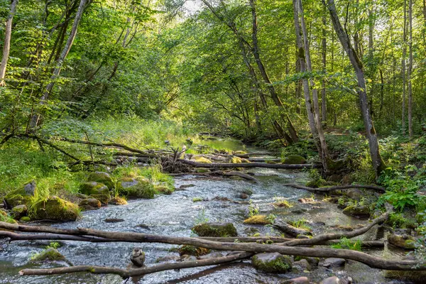 Sakin orman akıntısı, yemyeşil çimlerin arasından süzülen güneş ışığıyla harmanlanır ve sakin bir doğal manzara yaratır. Yığılmış kayalar dereyi kaplıyor. Ormandaki nehir