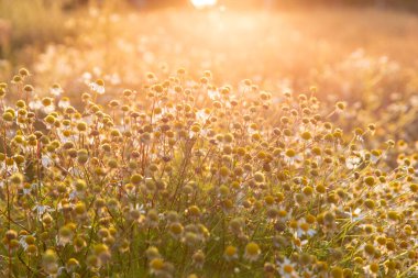 Açık bir gökyüzünün altında, dingin altın güneş ışığının tadını çıkaran bir yığın papatyanın yakın çekim görüntüsü. Bu canlı doğal renkler, doğayla uyum, sıcaklık ve sükunet duygusunu çağrıştırıyor..