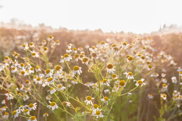 Güneşli bir tarlada açan güzel papatya çiçekleri, sıcak altın güneş ışığıyla aydınlatılıyor. Gün doğumunun ya da batımının altın saatlerinde bir çayırda huzuru, doğanın güzelliğini ve huzuru temsil eder..