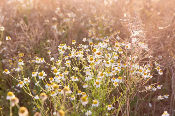 Güneşli bir tarlada açan güzel papatya çiçekleri, sıcak altın güneş ışığıyla aydınlatılıyor. Gün doğumunun ya da batımının altın saatlerinde bir çayırda huzuru, doğanın güzelliğini ve huzuru temsil eder..