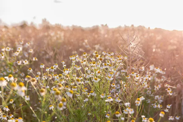 Güneşli bir tarlada açan güzel papatya çiçekleri, sıcak altın güneş ışığıyla aydınlatılıyor. Gün doğumunun ya da batımının altın saatlerinde bir çayırda huzuru, doğanın güzelliğini ve huzuru temsil eder..
