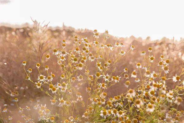 Güneşli bir tarlada açan güzel papatya çiçekleri, sıcak altın güneş ışığıyla aydınlatılıyor. Gün doğumunun ya da batımının altın saatlerinde bir çayırda huzuru, doğanın güzelliğini ve huzuru temsil eder..