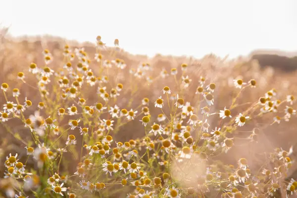 Güneşli bir tarlada açan güzel papatya çiçekleri, sıcak altın güneş ışığıyla aydınlatılıyor. Gün doğumunun ya da batımının altın saatlerinde bir çayırda huzuru, doğanın güzelliğini ve huzuru temsil eder..