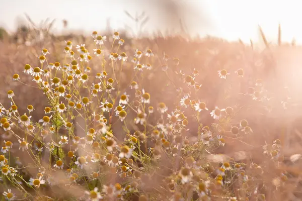 Güneşli bir tarlada açan güzel papatya çiçekleri, sıcak altın güneş ışığıyla aydınlatılıyor. Gün doğumunun ya da batımının altın saatlerinde bir çayırda huzuru, doğanın güzelliğini ve huzuru temsil eder..