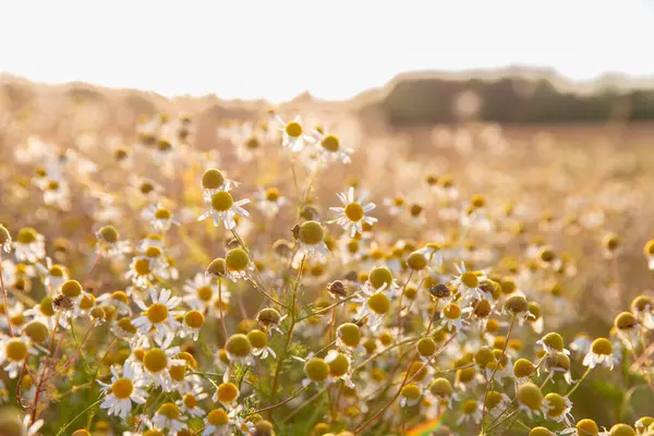 Güneşli bir tarlada açan güzel papatya çiçekleri, sıcak altın güneş ışığıyla aydınlatılıyor. Gün doğumunun ya da batımının altın saatlerinde bir çayırda huzuru, doğanın güzelliğini ve huzuru temsil eder..