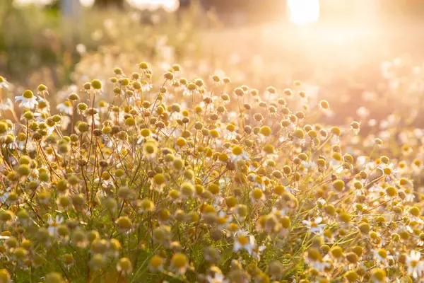 Açık bir gökyüzünün altında, dingin altın güneş ışığının tadını çıkaran bir yığın papatyanın yakın çekim görüntüsü. Bu canlı doğal renkler, doğayla uyum, sıcaklık ve sükunet duygusunu çağrıştırıyor..