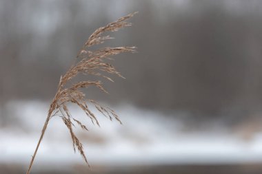 Yumuşak, karlı ve bulanık bir arka plana karşı tek bir kuru sazlığa odaklanmak yalnızlık ve doğal dinginliği çağrıştırıyor..