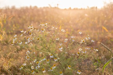 Açık bir gökyüzünün altında, dingin altın güneş ışığının tadını çıkaran bir yığın papatyanın yakın çekim görüntüsü. Bu canlı doğal renkler, doğayla uyum, sıcaklık ve sükunet duygusunu çağrıştırıyor..