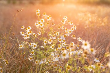 Açık bir gökyüzünün altında, dingin altın güneş ışığının tadını çıkaran bir yığın papatyanın yakın çekim görüntüsü. Bu canlı doğal renkler, doğayla uyum, sıcaklık ve sükunet duygusunu çağrıştırıyor..