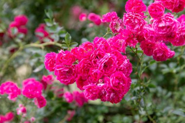 Parlak pembe güller yemyeşil yapraklarla çevrili, güzel bir canlı doğa ve çiçek güzelliği sergiliyorlar..