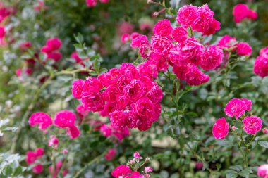 Parlak pembe güller yemyeşil yapraklarla çevrili, güzel bir canlı doğa ve çiçek güzelliği sergiliyorlar..