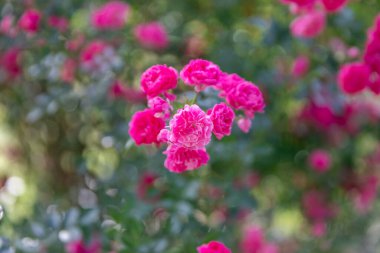 Parlak pembe güller yemyeşil yapraklarla çevrili, güzel bir canlı doğa ve çiçek güzelliği sergiliyorlar..
