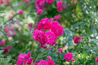 Parlak pembe güller yemyeşil yapraklarla çevrili, güzel bir canlı doğa ve çiçek güzelliği sergiliyorlar..