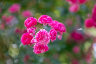 Parlak pembe güller yemyeşil yapraklarla çevrili, güzel bir canlı doğa ve çiçek güzelliği sergiliyorlar..