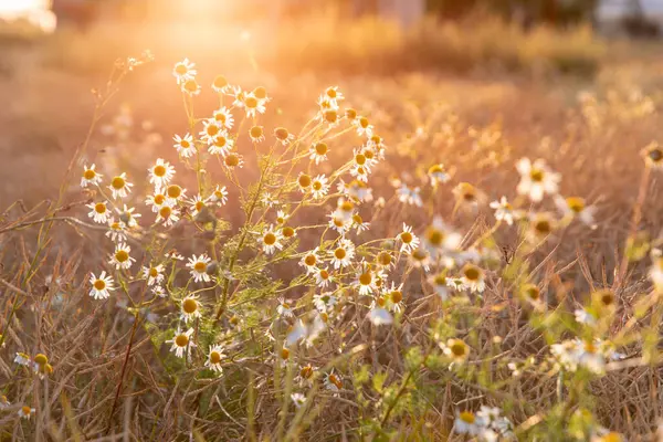 Açık bir gökyüzünün altında, dingin altın güneş ışığının tadını çıkaran bir yığın papatyanın yakın çekim görüntüsü. Bu canlı doğal renkler, doğayla uyum, sıcaklık ve sükunet duygusunu çağrıştırıyor..