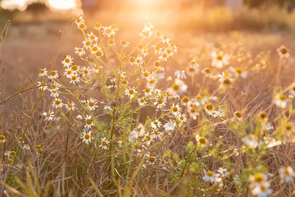 Açık bir gökyüzünün altında, dingin altın güneş ışığının tadını çıkaran bir yığın papatyanın yakın çekim görüntüsü. Bu canlı doğal renkler, doğayla uyum, sıcaklık ve sükunet duygusunu çağrıştırıyor..