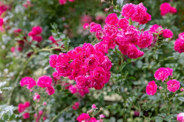 Parlak pembe güller yemyeşil yapraklarla çevrili, güzel bir canlı doğa ve çiçek güzelliği sergiliyorlar..