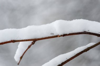 Karla kaplı ağaç dallarını gösteren detaylı bir resim beyaz kar ve koyu ahşap dokuların karşıtlığını vurguluyor, nötr ve bulanık kış arka planına karşı kurulmuş.