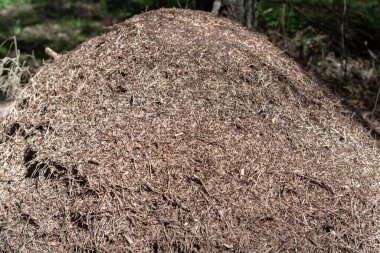 Ormandaki doğal bir karınca tepesinin detaylı bir görüntüsü. Gün ışığında, ormanların doğal yeşillikleriyle çevrili karmaşık yapı ve kompozisyonu gözler önüne seriyor.