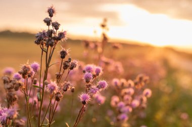 Alacakaranlıkta kırsal alanda narin devedikeni çiçekleri açar. Sahne durgunluğu, rengi ve yaz günbatımının cazibesini yakalar..
