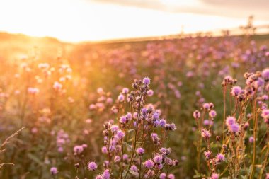 Güneş ufuktan batarken, hareketli devedikenleri sessiz ve doğal bir manzarada dik dururlar. Manzaralı ve rüya gibi bir yaz günbatımı anı