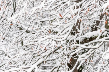 Yumuşak karla kaplı ağaçların dalları, mevsimsel ve soğuk hava temasını taşımak için mükemmel, sakin ve kış manzarası yaratıyor..