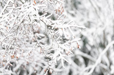 Karla kaplanmış ağaç dallarının yakın plan görüntüsü, narin detaylar ve doğal güzelliklerle huzurlu ve soğuk bir kış manzarasını yakalıyor..