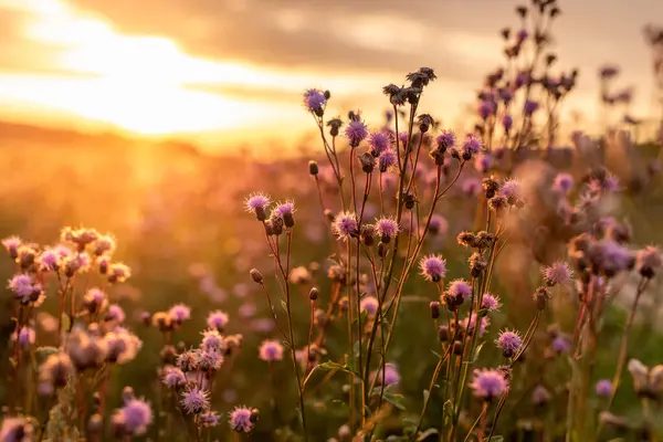 Gün batımında geniş bir tarlada açan devedikeni çiçeklerinin güzel manzarası. Doğa, sakinlik ve canlı renkler bu sakin kırsal bölgede harmanlanmış..
