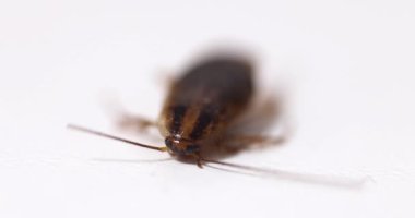 Detailed view of a poisoned cockroach on a white surface showing its anatomy and structure.
