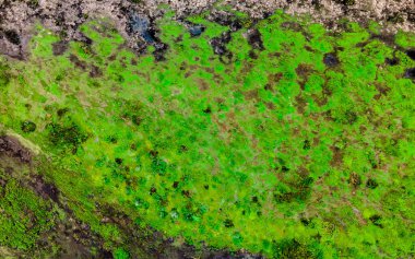 Güzel dokulu bitki örtüsüyle nehir kenarı manzarası. Doku. Geçmişi. Yüksek kalite fotoğraf