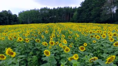 An aerial view of a sunflower field in the afternoon, after rain. High quality 4k video